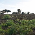 Farm Montville Duchek 7468